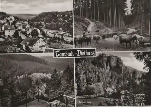 Tambach-Dietharz - u.a. Waldpartie - 1977