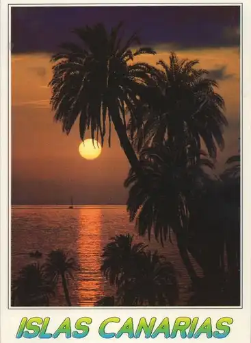 Spanien - Kanarische Inseln - Spanien - Tropische Palmen