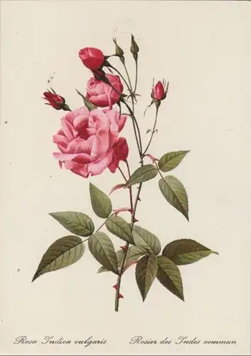 Rosa Indica vulgaris blühend