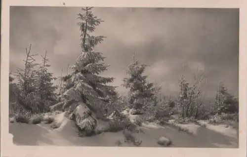 Nadelbäume im Schnee - ca. 1955