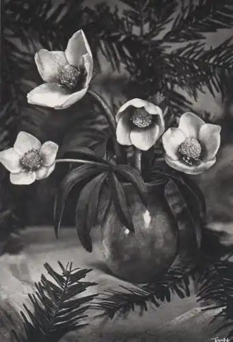 vier helle Blüten in Vase