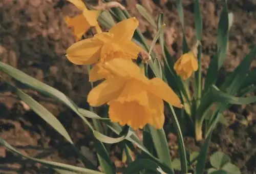 gelbe Blüten - 2004