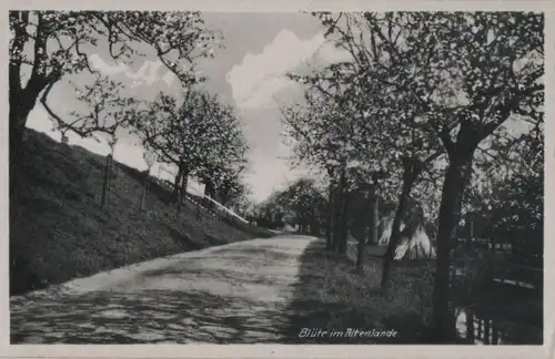 Altes Land - Blüte - ca. 1955