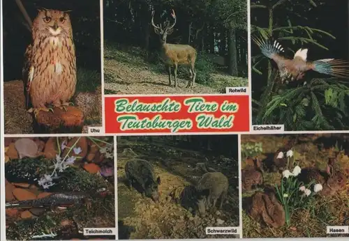 Teutoburger Wald - Belauschte Tiere