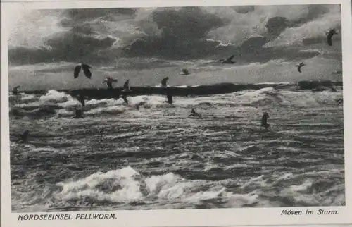 Pellworm - Möven im Sturm - ca. 1935