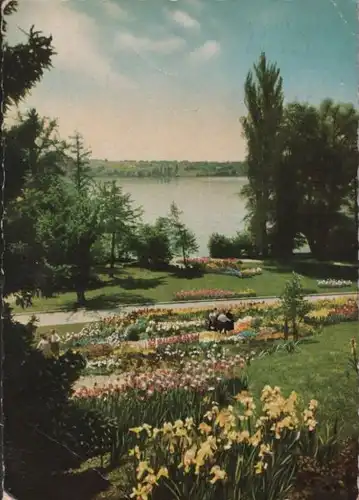 Mainau - Irisanlage im Ufergarten - 1957