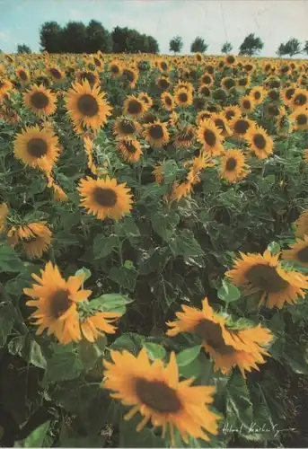 Feld Sonnenblumen