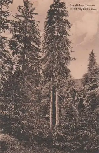 Braunlage - Hohegeiss - Dicke Tannen - ca. 1955