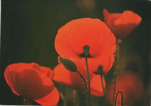 Rote Blüten Nahaufnahme
