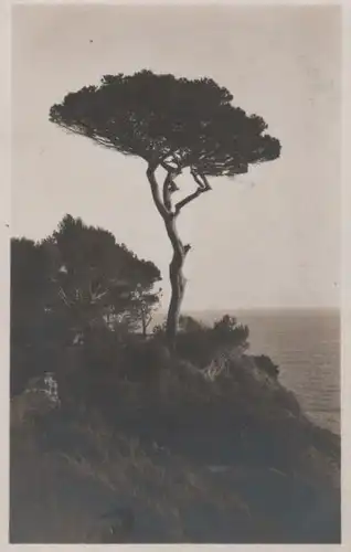 Baum über dem Meer
