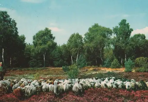 Heide mit Schafherde - 1968