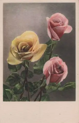 Rosen rosa und gelb
