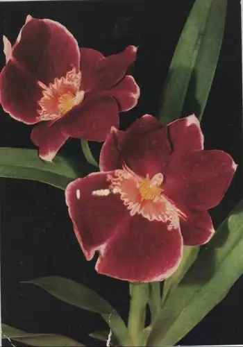 Orchidee blühend