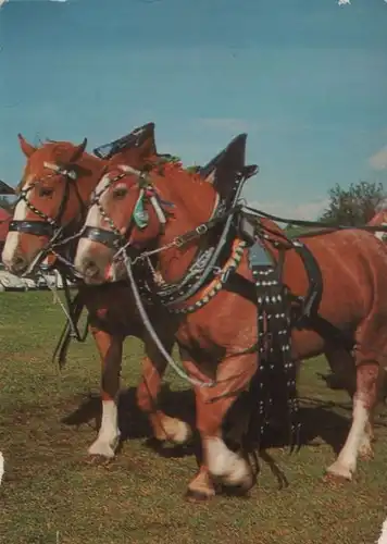 Zwei Pferde - 1978