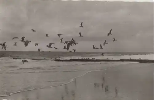 Sylt - Vögel am Meer