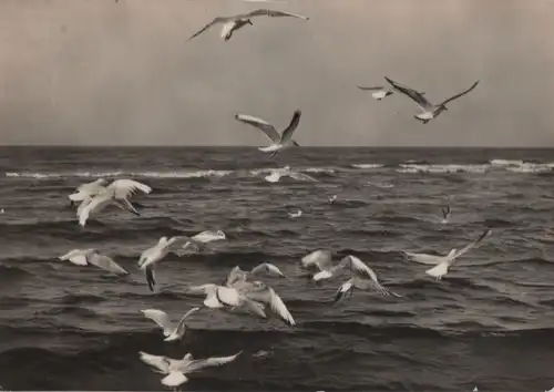 Möwen am Meer - 1966