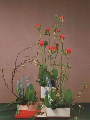 Freesien Arrangement