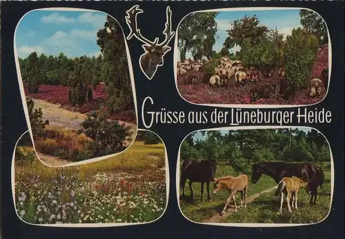 Lüneburger Heide - mit 4 Bildern - ca. 1975