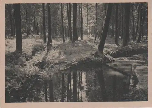 Bach im Wald - ca. 1935