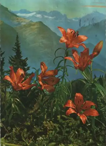 Feuerlilie Gebirge