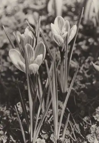 Herzliche Ostergrüße - Blumen