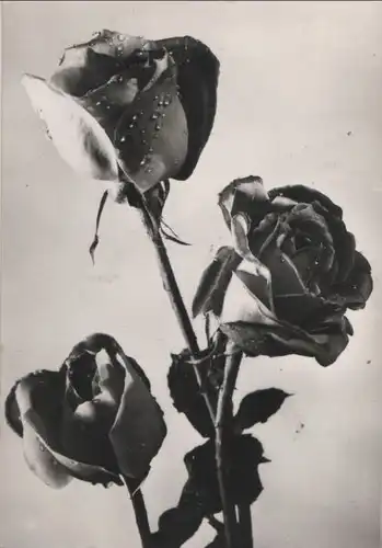Rosen schwarzweiß
