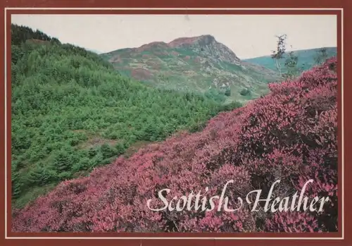 Großbritannien - Schottland - Großbritannien - Scottish Heather