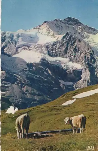 Schweiz - Jungfrau - Schweiz - Weide