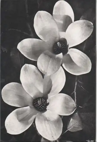 schwarzweißes Bild 2 Blüten