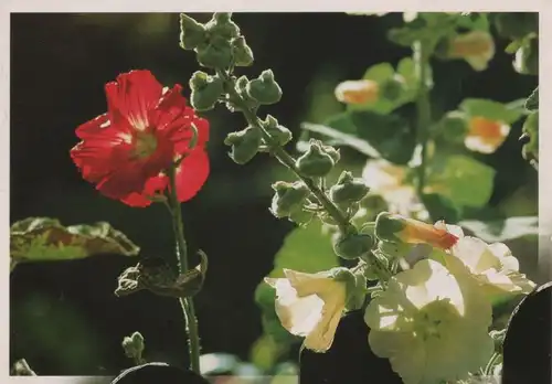 Blütenzauber in rot