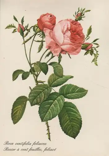 Rosa centifolia foliacea Blühend