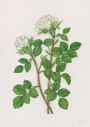 Rosarium Sangerhausen Centifolia muscosa 