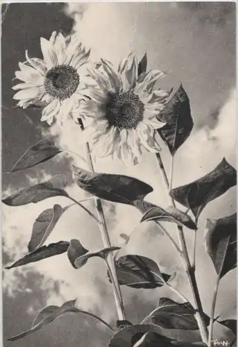 Sonnenblumen schwarzweiß