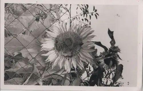 Sonnenblume am Zaun