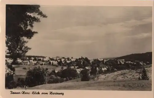 Tanne - vom Hartenweg