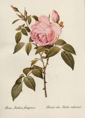 Rosa Indica fragrans blühend