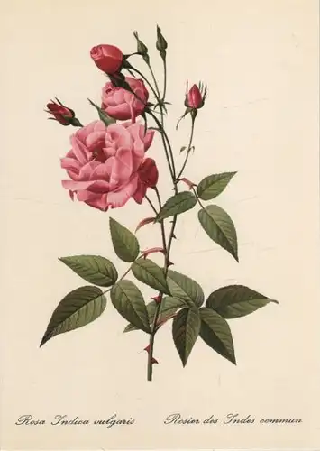Rosa indica vulgaris blühend
