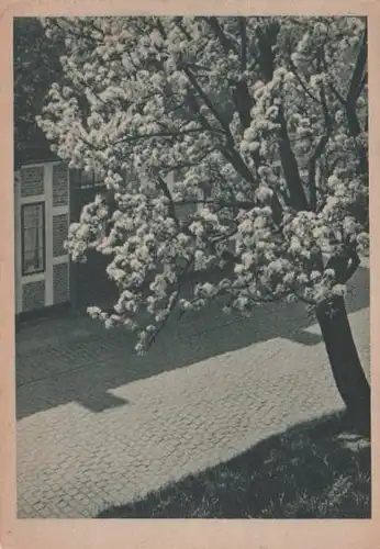 Blühender Baum - ca. 1955