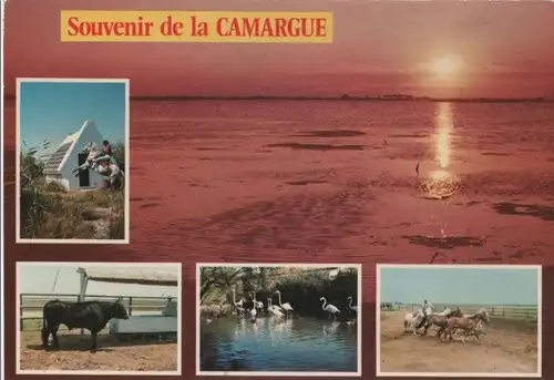 Frankreich - Frankreich - Camargue - 1989