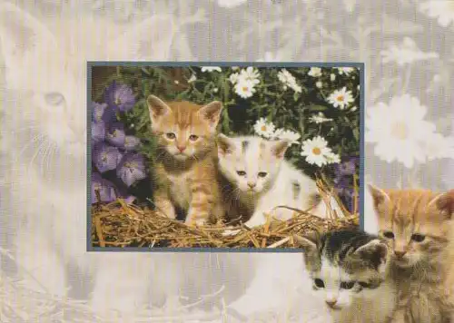 Katzen im Blumengarten - 2004