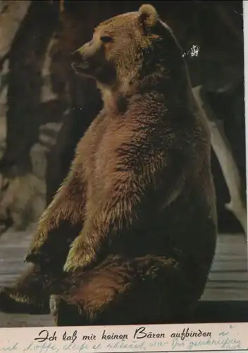sitzender Bär Bären aufbinden