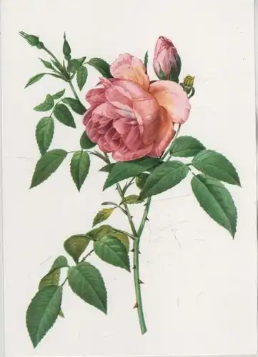 Rosa Indica Fragrans blühend