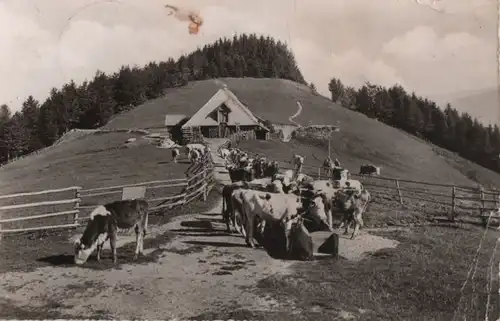 Münstertal-Untermünstertal - Bergwirtschaft Kälbelescheuer - 1963