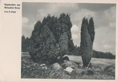 Lüneburger Heide - Wacholder am Wilseder Berg - ca. 1960