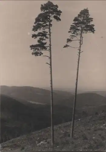 zwei einsame Bäume - ca. 1955