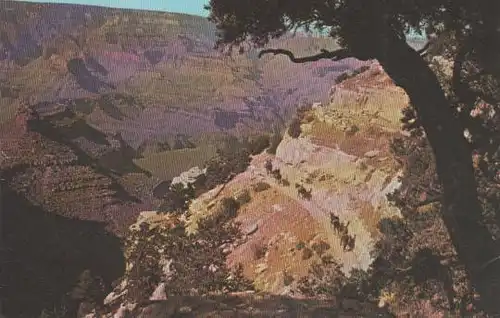 USA - USA, Arizona - Grand Canyon - Mule train - 1977