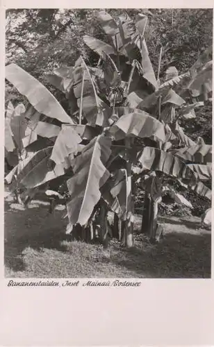 Mainau - Bananenstauden - ca. 1955