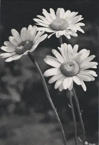 Margeriten drei Blüten