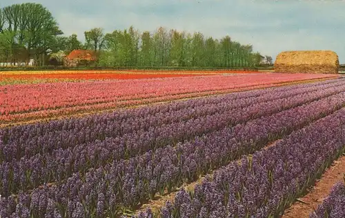 Niederlande - Holland - Niederlande - Blumenschmuck