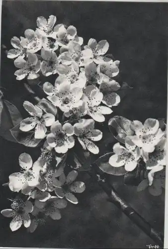 Zweig mit Birnblüten